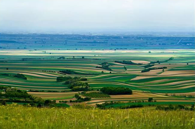 image006.jpg - At the foothill of Fruska Gora, Vojvodina