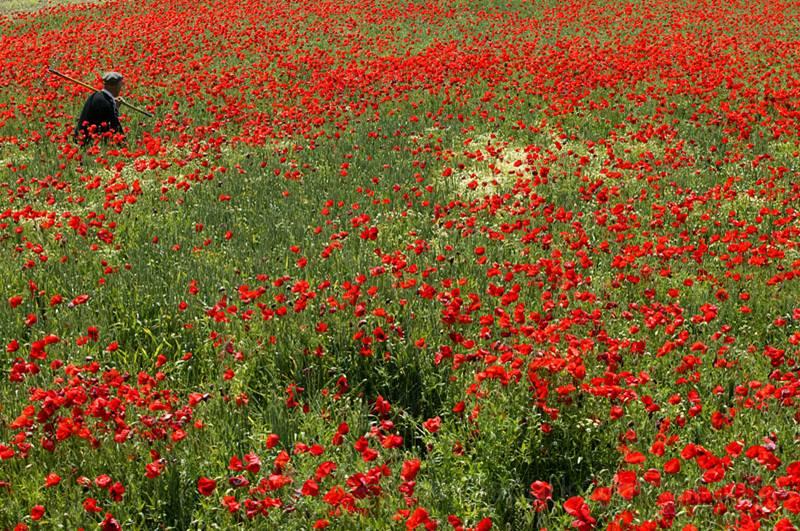 image104.jpg - Serbian red carpet