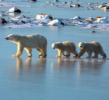 2.JPG - Do 2100 godine : četvrtina od ukupno svih vrsta biljaka i životinja, a to znači više od milion biće dovedeno  do istrebljenja.