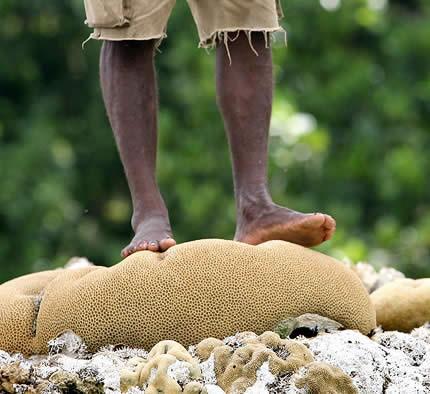 8.JPG - Do 2030 godine : skoro je 18 procenata od ukupnih svetskih koralnih grebena uništeno, kao direktna posledica klimatskih promena i posledica nastalih usled ekološke neuravnoteženosti.